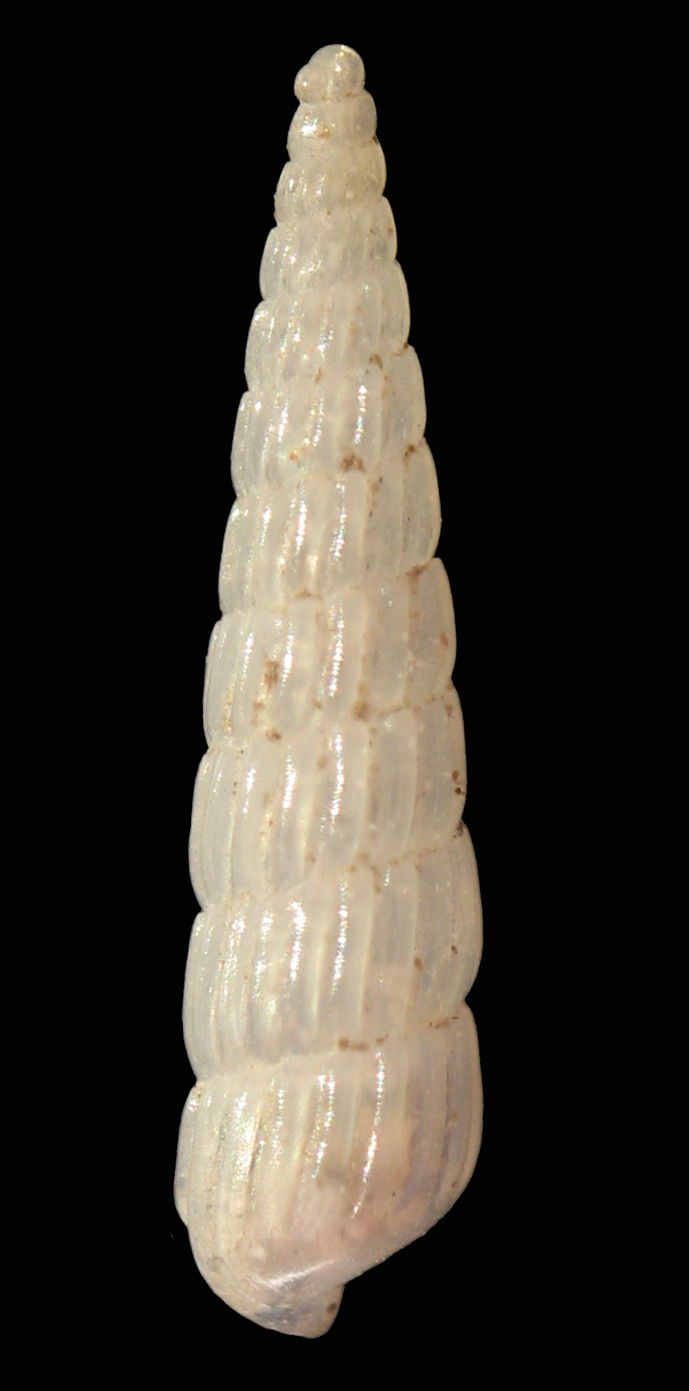 Turbonilla gradata e T. cfr. acuta